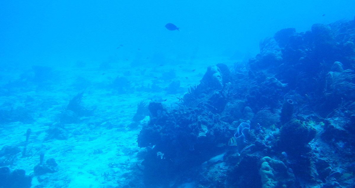 Corales de Cozumel